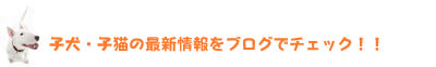 子犬・子猫の最新情報をブログでチェック